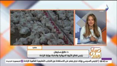 آمنة تمامًا وصالحة للاستهلاك.. الزراعة توضح حقيقة «الفراخ السردة»
