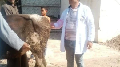 قطاعات الطب البيطرى بكفر الشيخ تعالج وتُشخّص حمل 3171 حالة خلال نوفمبر 2025