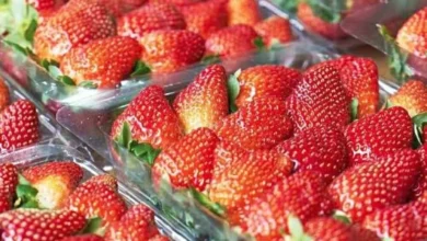 وزير الزراعة: نضج الفراولة مبكرًا زاد المعروض من الفراولة صادرات مصر مرتفعة هذا العام