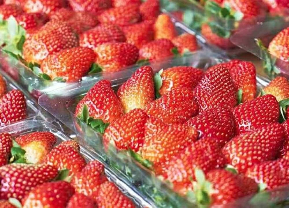 وزير الزراعة: نضج الفراولة مبكرًا زاد المعروض من الفراولة صادرات مصر مرتفعة هذا العام