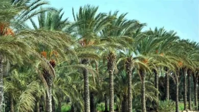 نشرة بالتوصيات الفنية لمزارعي محصول نخيل البلح خلال شهر ديسمبر