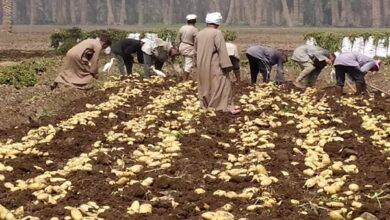 محافظ المنيا يشهد حصاد محصول البطاطس بقرية بردنوها بمطاي