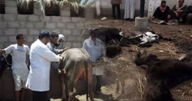 وزارة الزراعة تنتج لقاحًا وتحصن الماشية ضد سلالة الحمى القلاعية (SAT 1)