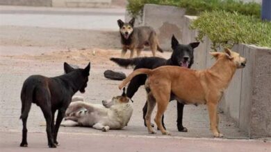الاتحاد النوعي لجمعيات الرفق بالحيوان يشيد بموقف وزير الزراعة ويثمن وقف استيراد السموم لحماية حيوانات الشوارع