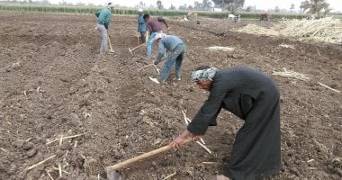 وزارة التموين تبدأ غدا استلام محصول القصب من المزارعين لإنتاج السكر المحلى