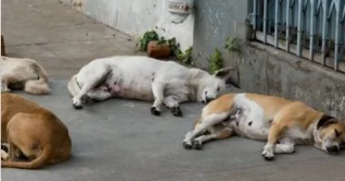 الزراعة تتمع مع ممثلي المجتمع المدني للتعامل مع ظاهرة كلاب الشوارع وتعزيز برامج التحصين والتعقيم