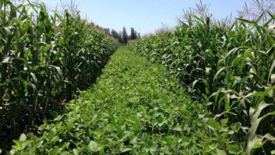 "خبير": التكثيف الزراعي والتحميل حلول حاسمة لزيادة الإنتاج وتعظيم الاستفادة من الموارد