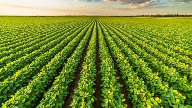 "الزراعة": استمرار النمو الخضري للبطاطس هذا الموسم يستدعي عدم تقليع المحصول مبكرًا