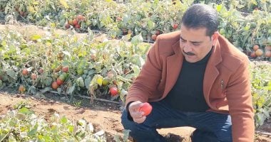 زراعة سوهاج: لا إصابات وبائية بزراعات الطماطم ومستويات الآفات آمنة