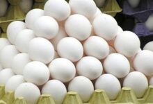 سعر كرتونة البيض اليوم