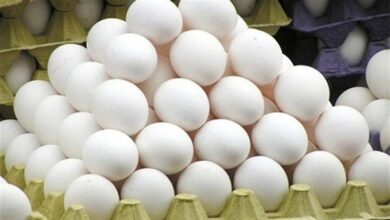 سعر كرتونة البيض اليوم