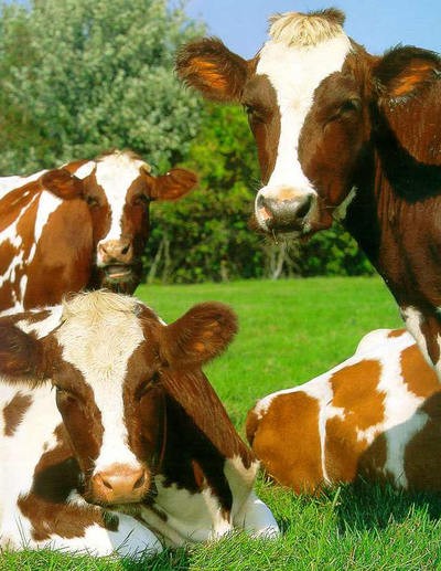 سلالات الأبقار