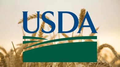 ”الزراعة الأمريكية” تؤكد مبيعات ضخمة من الحبوب للصين والمكسيك ووجهات عالمية خلال ديسمبر