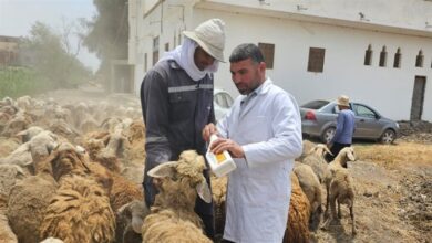 لحماية المربين.. الهيئة البيطرية تنفذ أعمال التقصي والتحصين بالمنوفية