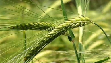 "الزراعة" تقدم نصائح فنية لمزارعي محصول الشعير في المحافظات