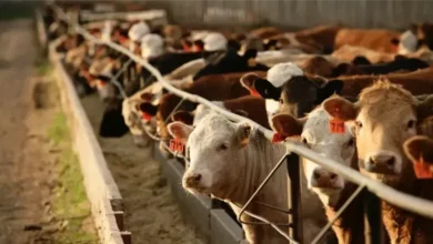 "الخدمات البيطرية" تدعم الغربية بقافلة علاجية مجانية ضمن “حياة كريمة” والقرية الخضراء الذكية