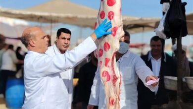 الزراعة: ضبط 682 طنًا من اللحوم والدواجن والأسماك غير الصالحة خلال نوفمبر