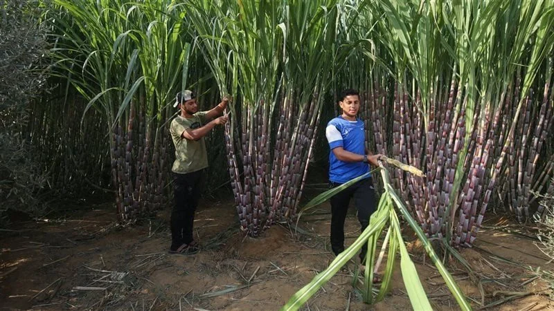 "الزراعة "و"شركات السكر" تستعدان لموسم توريد القصب والبنجر