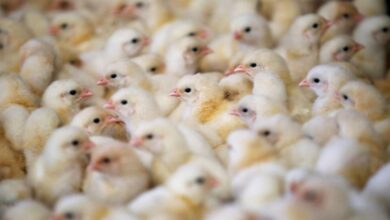 أسعار الكتكوت الأبيض اليوم