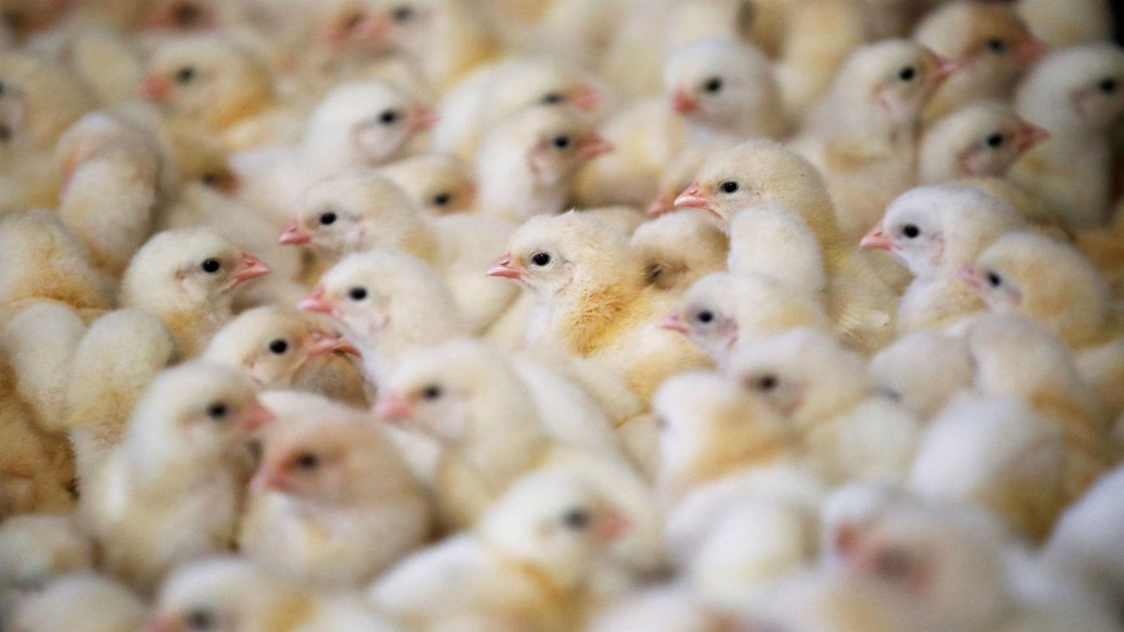 أسعار الكتكوت الأبيض اليوم