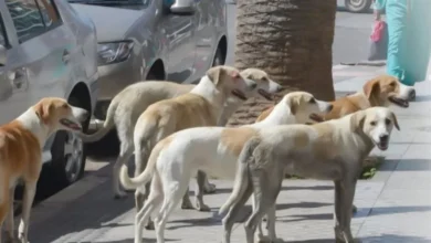 "العامة للإرشاد البيطري": تنفيذ خطة التعامل مع الكلاب الضالة على مستوى الجمهورية