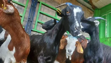 توزيع 120 رأس ماعز عشار للأرامل وأسر شهداء الحرب على الإرهاب بالشيخ زويد