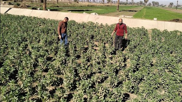 محافظ أسيوط: تكثيف المتابعة الميدانية للمحاصيل الشتوية لضمان خلوها من الآفات