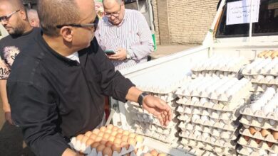 بأقل 20%.. الزراعة تطرح البيض بمنافذها بأسعار مخفضة