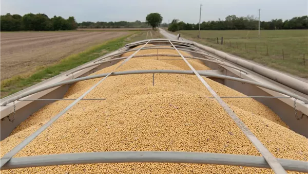 الزراعة: مصر تشهد انخفاضًا في واردات القمح لأول مرة بفضل إنتاج قياسي محلي