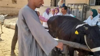 الخدمات البيطرية بالقليوبية تنفذ قافلة علاجية شاملة بطوخ