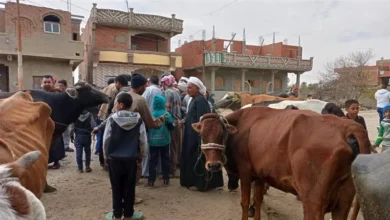 قافلة بيطرية مجانية لفحص وتحصين الماشية والأغنام بميت غمر