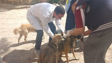 "الخدمات البيطرية" بأسوان تكثيف حملاتها لتحصين الكلاب الحرة بمحيط كوم أمبو