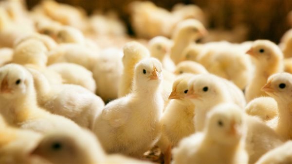 أسعار الكتاكيت البيضاء اليوم