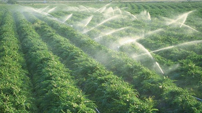 خطة للتوسع في المحاصيل الغذائية شتاءً