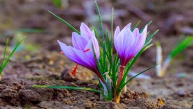 زراعة الزعفران في مصر
