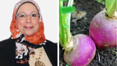 د فاظمة أحمد تتحدث عن فوائد اللفت الصحية