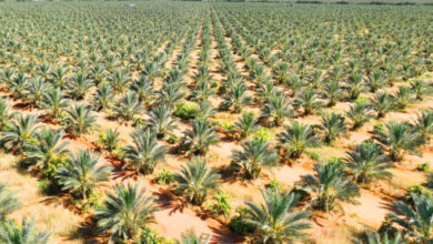 وزير الزراعة المصري يكشف عن خطط أكبر مزرعة نخيل في العالم بتوشكى خلال عامين