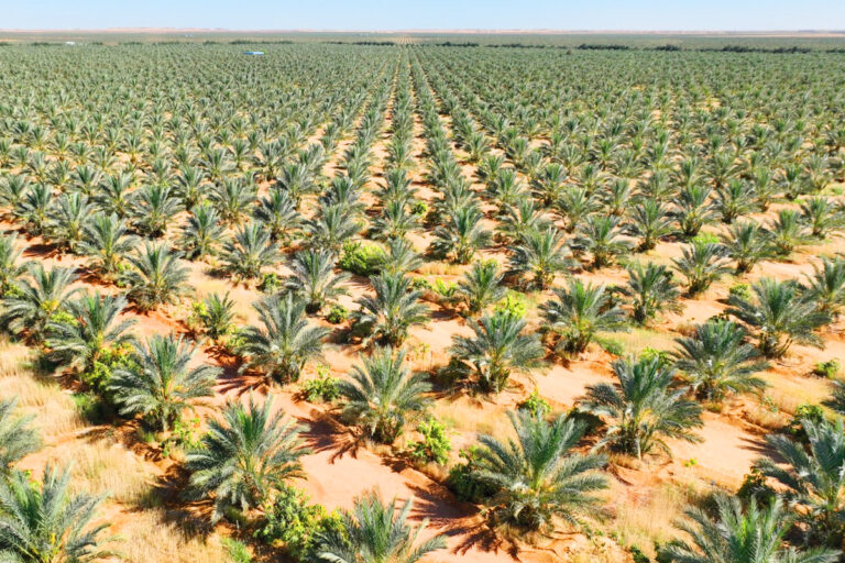 وزير الزراعة المصري يكشف عن خطط أكبر مزرعة نخيل في العالم بتوشكى خلال عامين