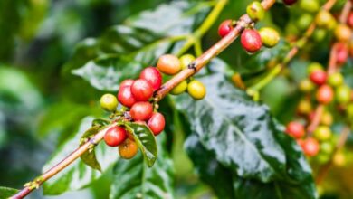 زراعة البن فى مصر