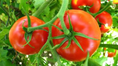 زراعة الطماطم في الشتاء