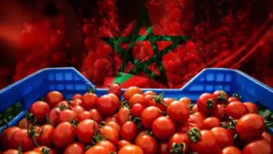 واردات المغرب تُربك الزراعة الإسبانية