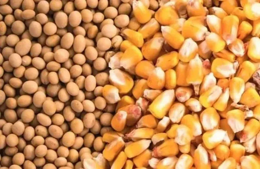 تجربة لبحوث الصحراء لزراعة فول الصويا بالوادي الجديد دعمًا للمحاصيل الزيتية والعلفية