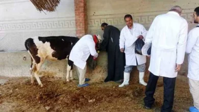 «بيطرى الاسكندرية»: تحصين 163 ألف رأس ماشية وطائر ضد 8 أمراض موسمية خلال ديسمبر 2025