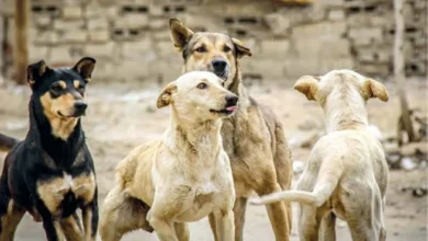 خطة «الزراعة» للقضاء على مشكلة الكلاب الضالة فى 180 يومًا.. 30 سيارة متنقلة تجوب الشوارع