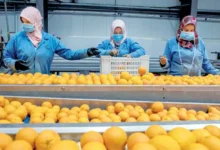 «الزراعة»: زيادة الصادرات الزراعية إلى 9.5 مليون طن خلال 2025.. ومصر أكبر مصدر للبرتقال بالعالم للعام السادس