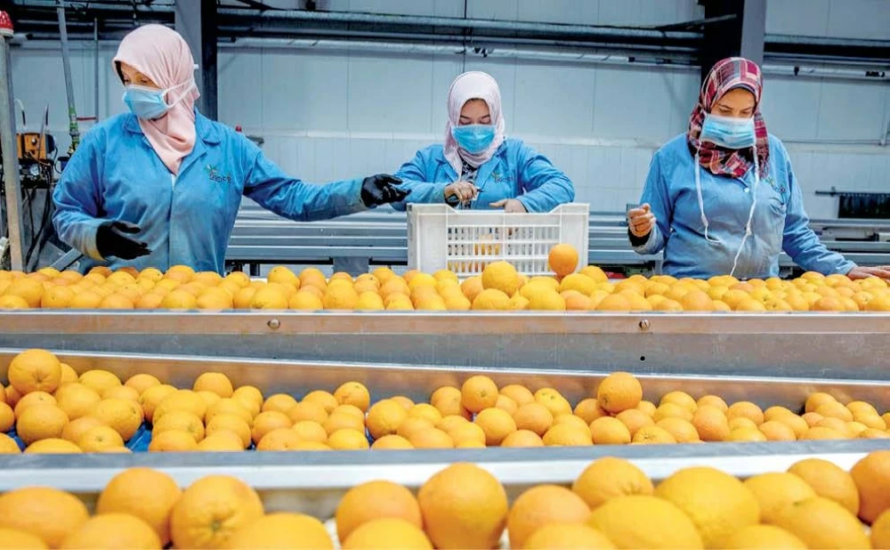 «الزراعة»: زيادة الصادرات الزراعية إلى 9.5 مليون طن خلال 2025.. ومصر أكبر مصدر للبرتقال بالعالم للعام السادس