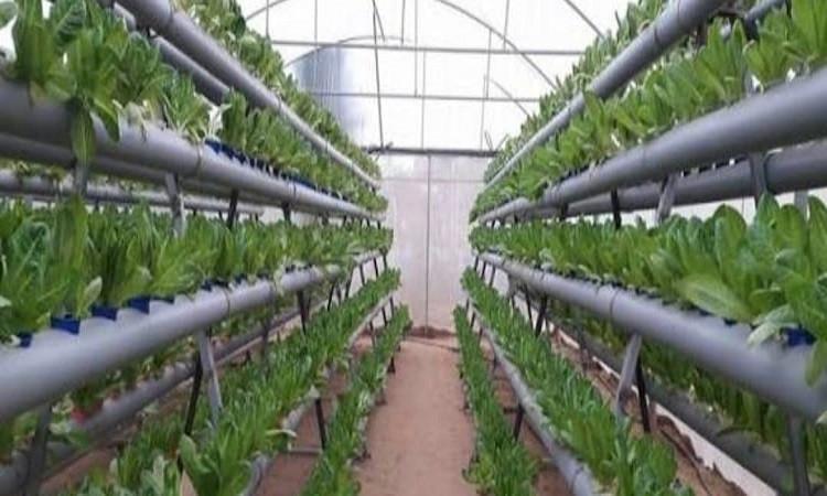 للمرة الأولى في مصر تطبيق أحدث أنظمة الزراعة لانتاج محاصيل نادرة