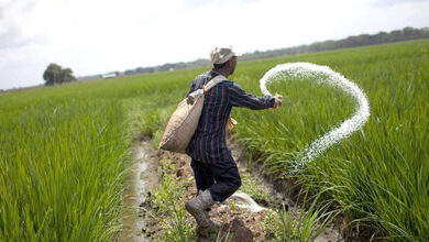 زراعة كفر الشيخ: تكثيف حملات متابعة صرف الأسمدة بالجمعيات الزراعية