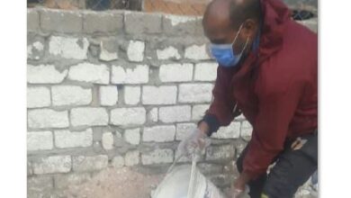 مديرية الزراعة بالإسكندرية تكافح النمل الأبيض غرب المحافظة