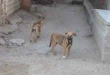 نائب بـ زراعة النواب: تصدير الكلاب يجب خضوعه لضوابط صارمة